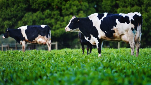 A oversupply of milk worldwide has caused export prices to fall.