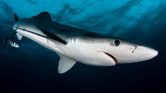 Australia has opted out of an international plan to conserve three more shark species, including the blue shark (pictured).