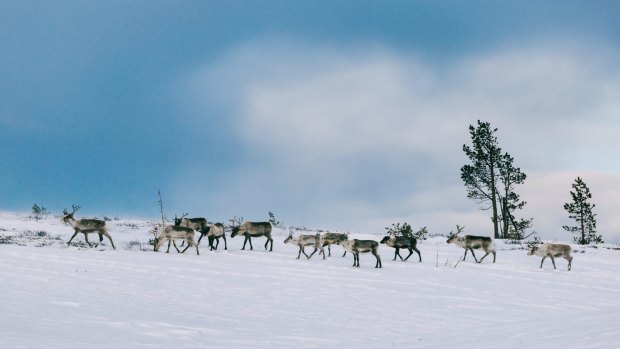“Everyone follow Rudolph!” Check out the reindeer in Lapland, Finland.
