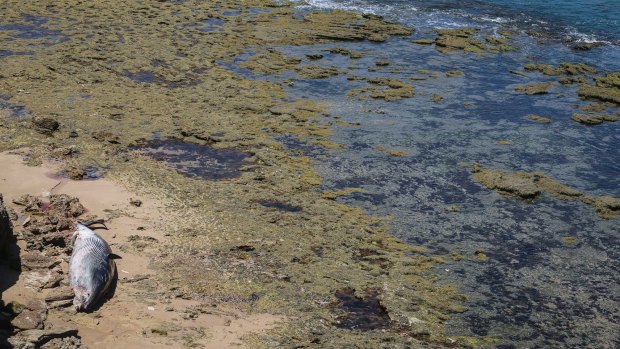 The whale carcass at Jubilee Point in Sorrento on November 28. 