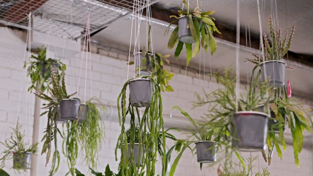 Suspended pots help clear the air.