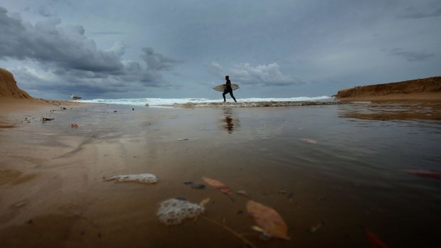  A loan surfer negotiates a stream of storm water flowing into Maroubra Bay following rain.