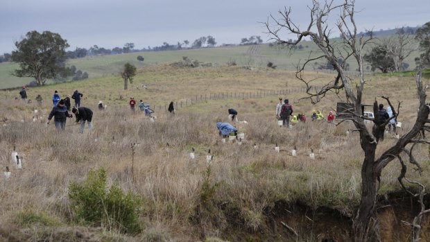 Greening Australia conducted a Whole of Paddock Rehabilitation event at Jeir near Murrumbateman for National Tree Day.