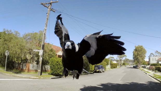 Swooping magpies are devoted dads keen to protect their young from predators.