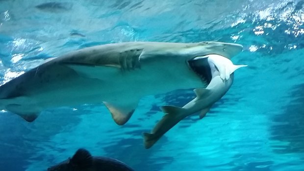 Sand tiger sharks are known for their cannibalism. But they're not alone.