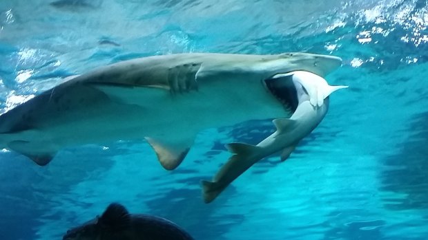 A sand tiger shark devours a banded hound shark at an aquarium in South Korea. 