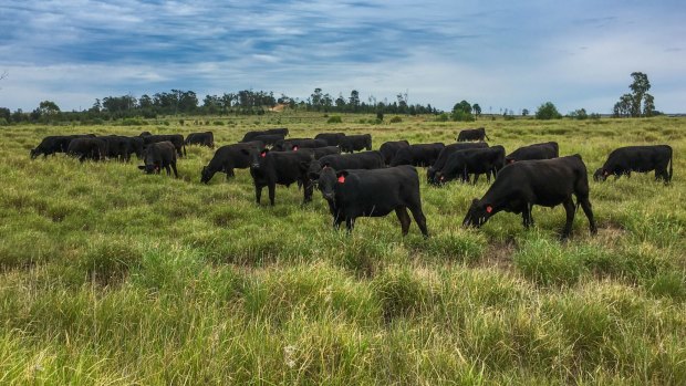 Australian farmers are concerned about the freeze on some Australian beef exports to China. 
