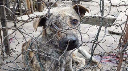 A dog waiting for slaughter at Langowan Market, Indonesia.
