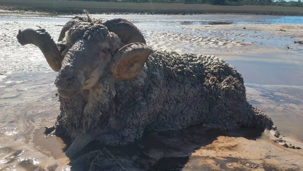 The ram which was stuck in the quicksand. 