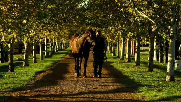 Good earner: Redoute's Choice was the third-leading sire at the Melbourne Inglis sales.