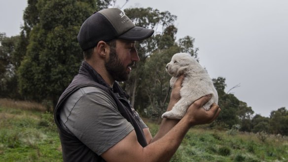Luke Winder with a Maremma puppy bred to guard chickens and ducks at his family farm.