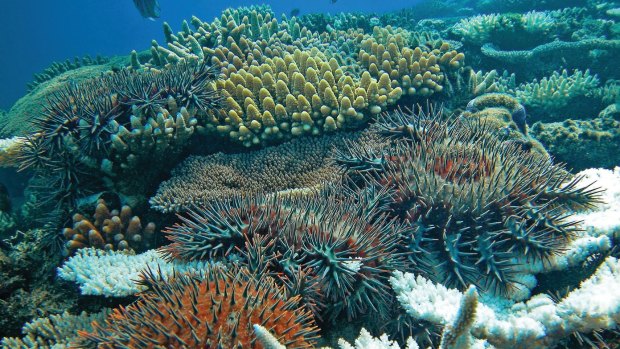 Crown-of-thorns starfish being lured to one location - for possible easier extermination.