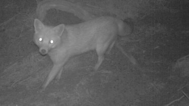 Urban foxes are common in much of Melbourne. The nocturnal predators 