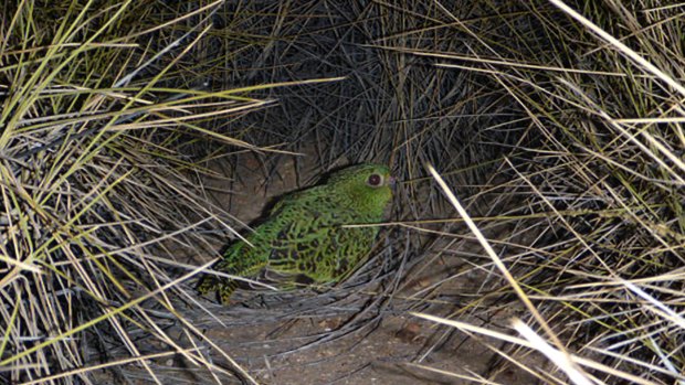 The night parrot in its usual habitat, a spinifex nest