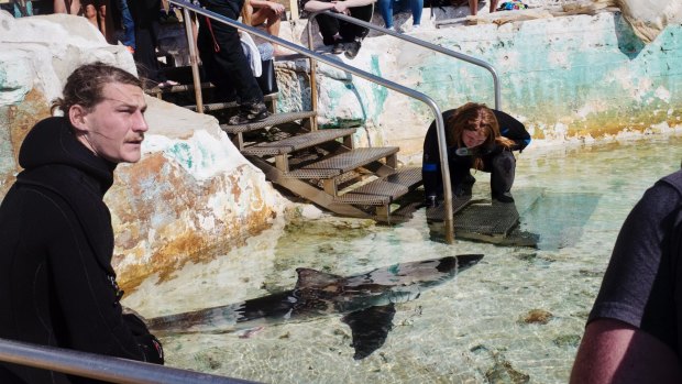 Staff from Manly Sea Life Sanctuary eventually transported the shark to a nearby rock pool.