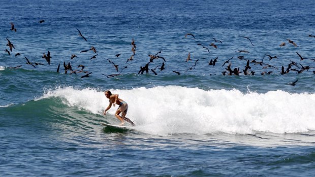 Catching a wave while birds dive-bomb baitfish at Merewether on Wednesday.