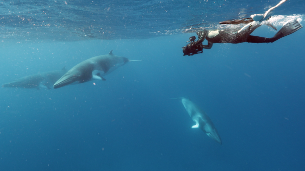 Dwarf minke whales on the Great Barrier Reef. 