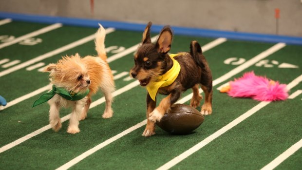 On the run: Two puppies in action in last year's Puppy Bowl.