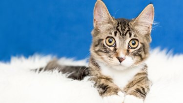 Free Cats Given Away For Adoption At Ipswich Rehoming Centre