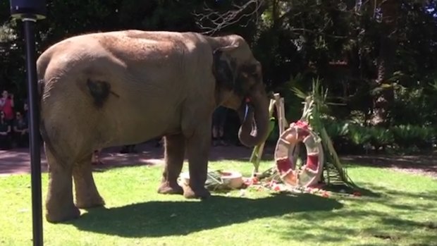 Tricia the Asian elephant enjoys a special cake on her 60th birthday.