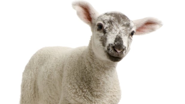 A lamb was allegedly stolen from a Mackay property on Sunday. 