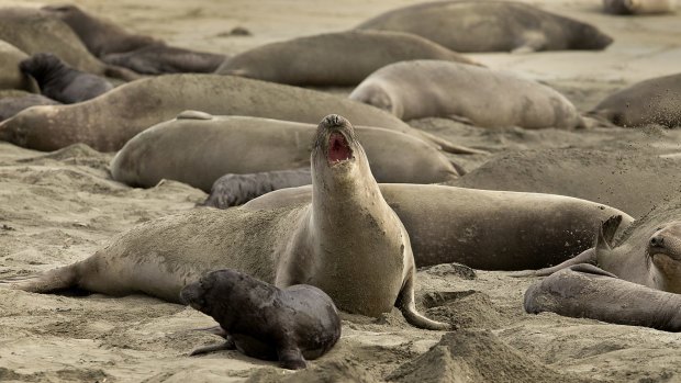 Without tourists and park rangers to discourage them during the government shutdown, elephant seals have expanded their territory.