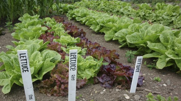 Space savers: Lettuce can be grown in small areas.