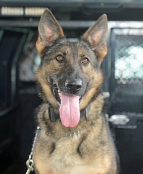 Good dog! Police Dog Anya helped apprehend the pair in Jane Brook.