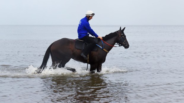Going swimmingly: Winx enjoys some recovery time at the beach following her win in the George Ryder Stakes.