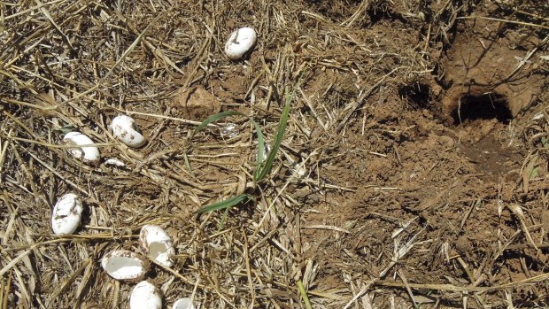 Broken turtle eggs left behind by a pair of foxes at Jerrabomberra Wetlands.