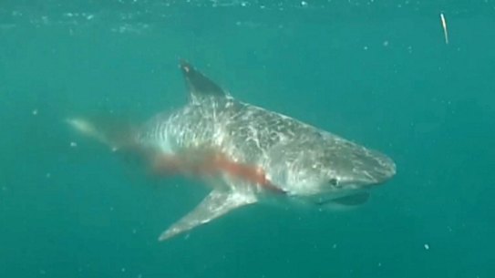 A tiger shark released after capture in WA. 