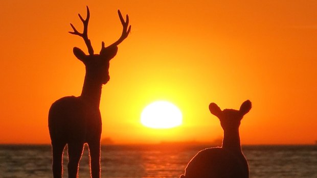 Reindeer may be faced with hot hooves on tin roofs as Christmas Eve provides a warm night, book-ended by two hot Melbourne days.