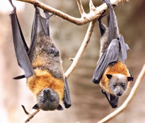 Fruit bats nesting close to a high school.