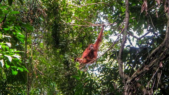 A male orangutan in the wild at Gunung Leuser National Park on Sumatra. 