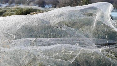 The spiders have thrown silk snag lines into the air to haul themselves out of the water in Westbury, Tasmania.