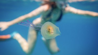 Tim Samuel was swimming off the coast of Byron Bay when he encountered a fish inside a jellyfish.