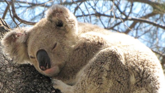 Koalas are among the many species facing habitat loss as the NSW government prepares new land-clearing codes. 