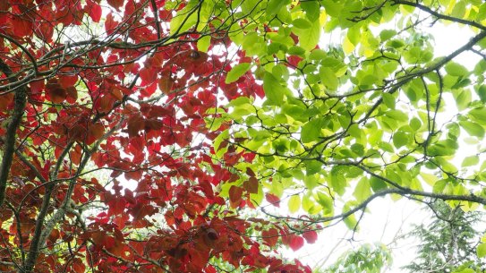 It turns out you don't even have to walk through trees to share their stress-busting benefits.