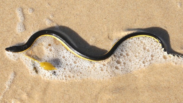 A sea snake: highly venomous but, comfortingly, not aggressive.