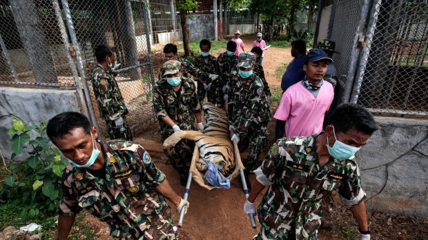 Thai national parks officers carry a sedated tiger at the Wat Pha Luang Ta Bua Tiger Temple on June 1, 2016.