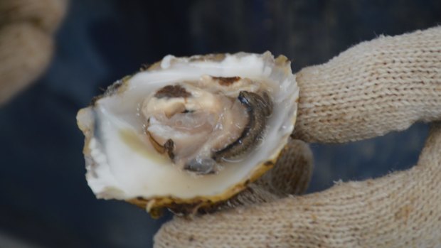 The Agnasi oyster is native to Australia and fetches high export prices. 