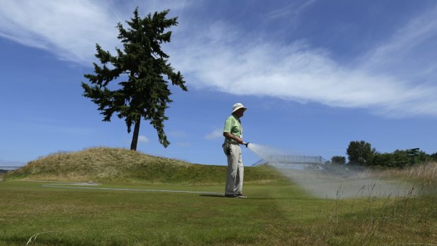 Lone fir: Bruce Murray, a greenskeeper at Chambers Bay golf course, waters the 16th tee next to the course's signature lone fir tree.