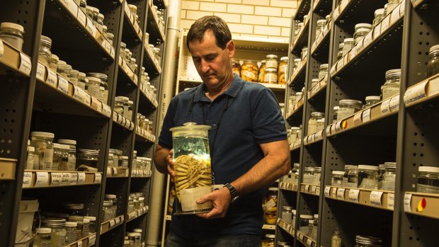 Stephen Keable, a senior researcher at the Australian Museum, with a giant sea lice specimen.