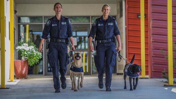 AFP Demonstration of detection dogs. Remi Francis with Alpha and Hannah Phillip with Ishta