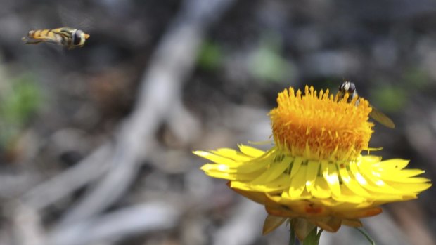 Nearly 90 per cent of all flowering plants on earth depend on animal pollination, and that includes about 75 per cent of the world's food crops.