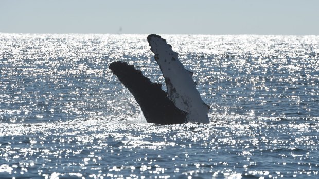 Humpback whales at play.