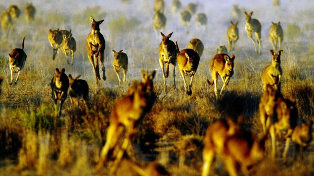 Kangaroos are a big draw for tourists, but in Australia their management is controversial.