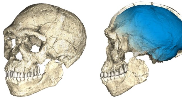 A composite reconstruction of early Homo sapiens fossils from Jebel Irhoud, based on microcomputed tomographic scans of multiple original fossils. 