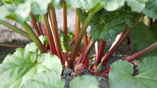 Versatile rhubarb is always a colourful addition to the plate.