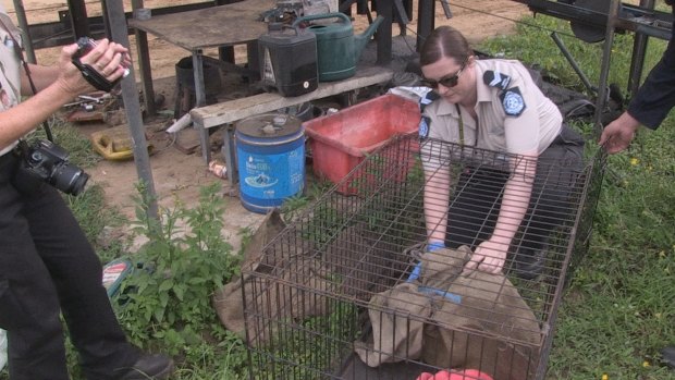 A photo from an RSPCA raid in Queensland.